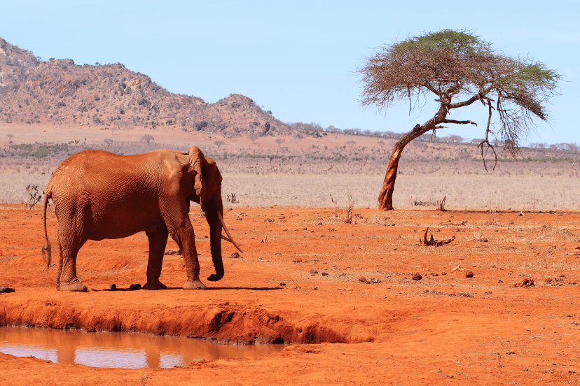 Africa is Redefining AI Usability: A Call for Multilingual, Multimodal AI.